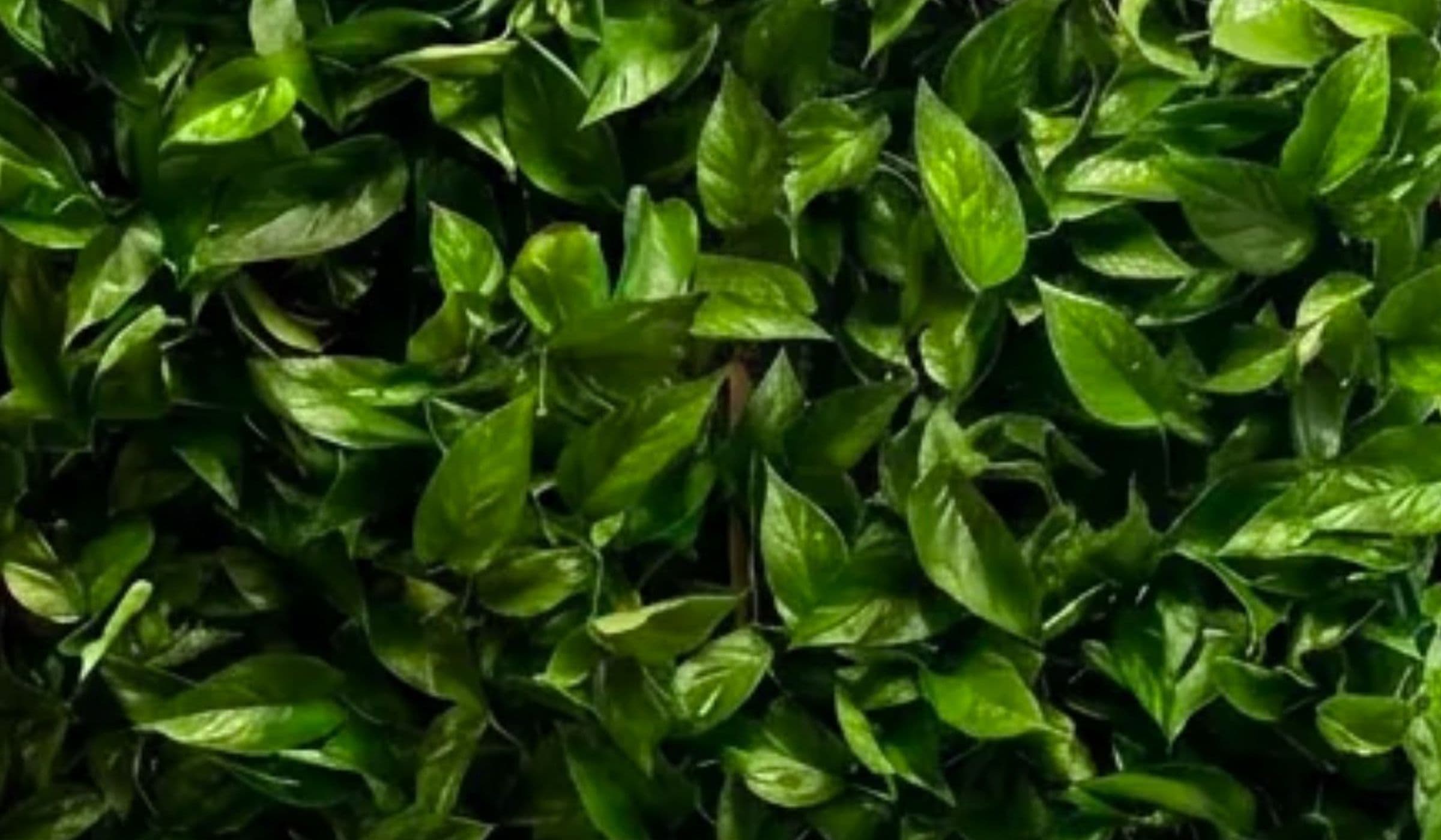Plantefryd